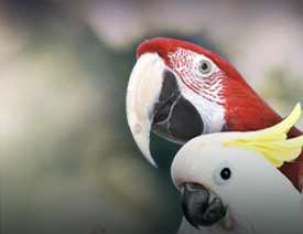 Pet Macaw & Cockatoo Food