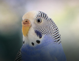 Pet Budgie / Parakeet Food