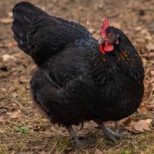 Australorp chicken standing on ground