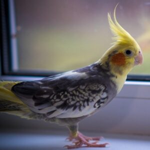 cockatiel standing on windowsill inside