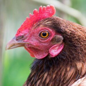 close up on eye of chicken